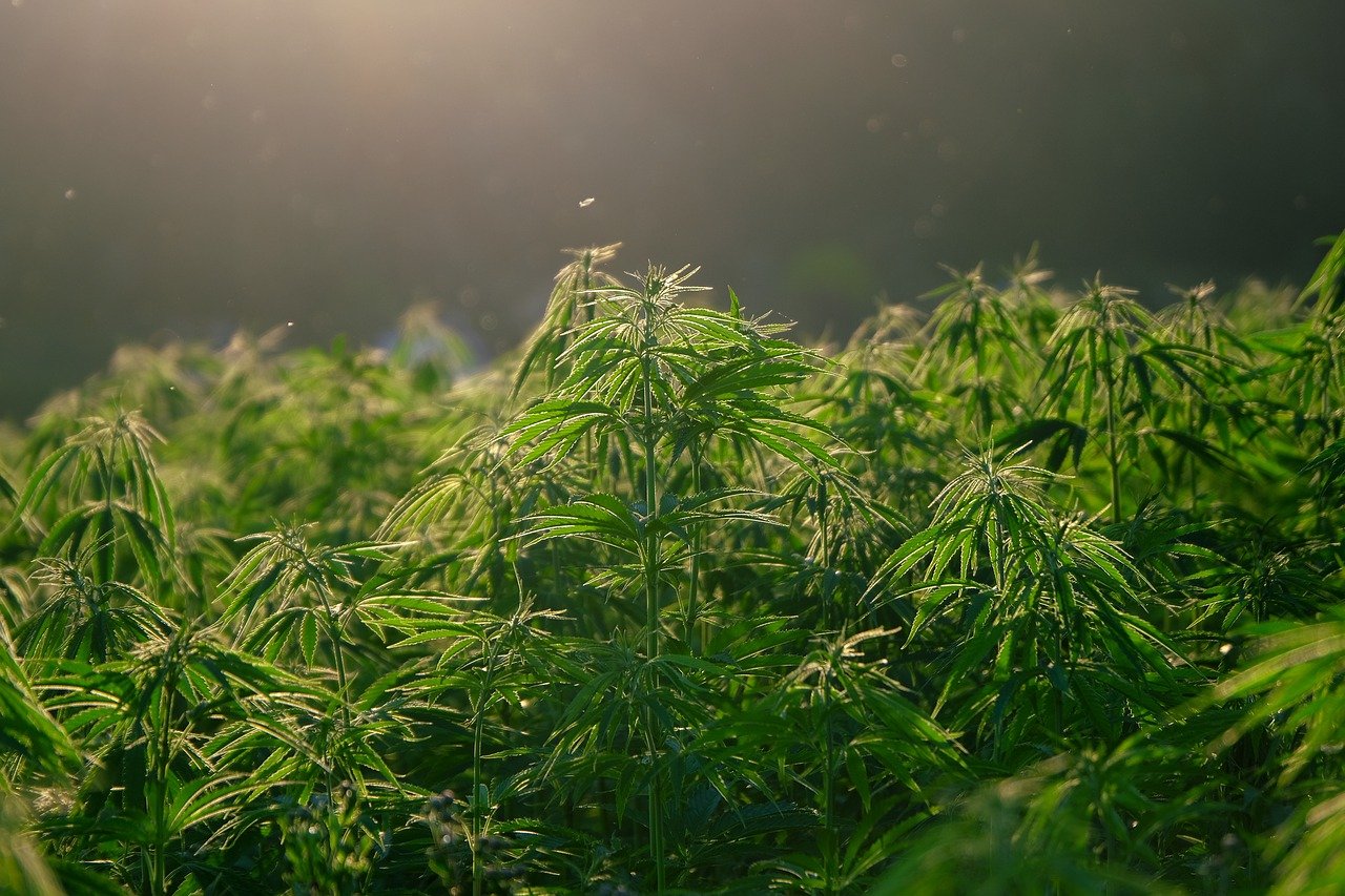 De beste tips voor het groeien van cannabis